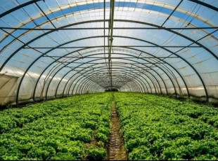 什么是绿色农业？绿色农业的生长现状与生长思路